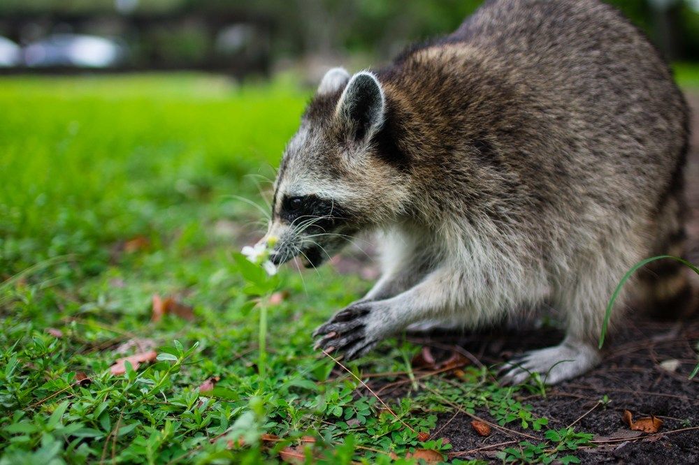 Сосредоточенный Енот
