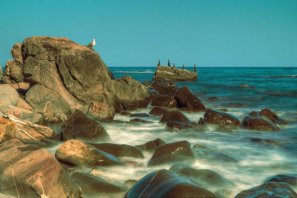 Крымские пингвины