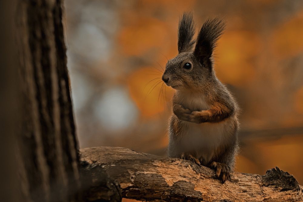 Белка - Катька из Тимирязево.