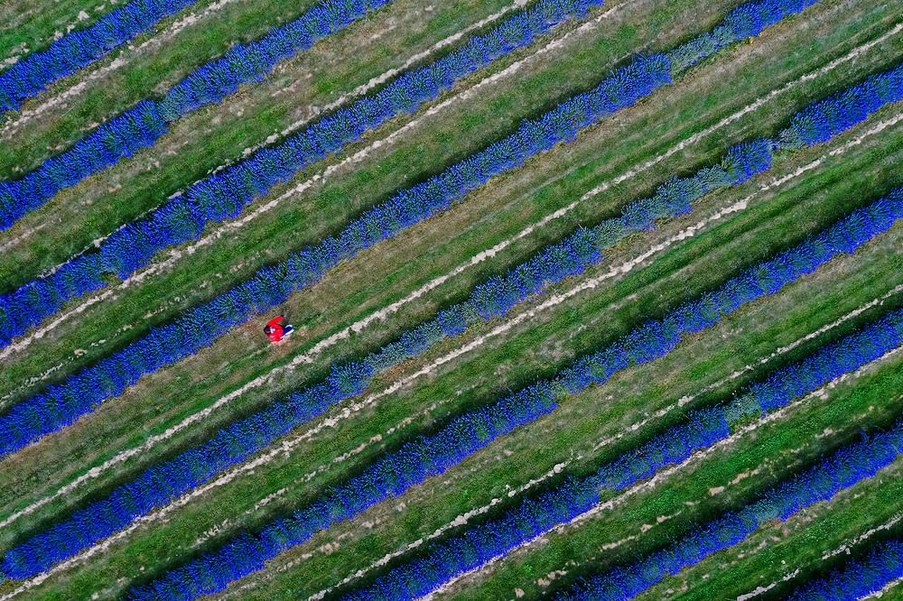 A little red in Lavender
