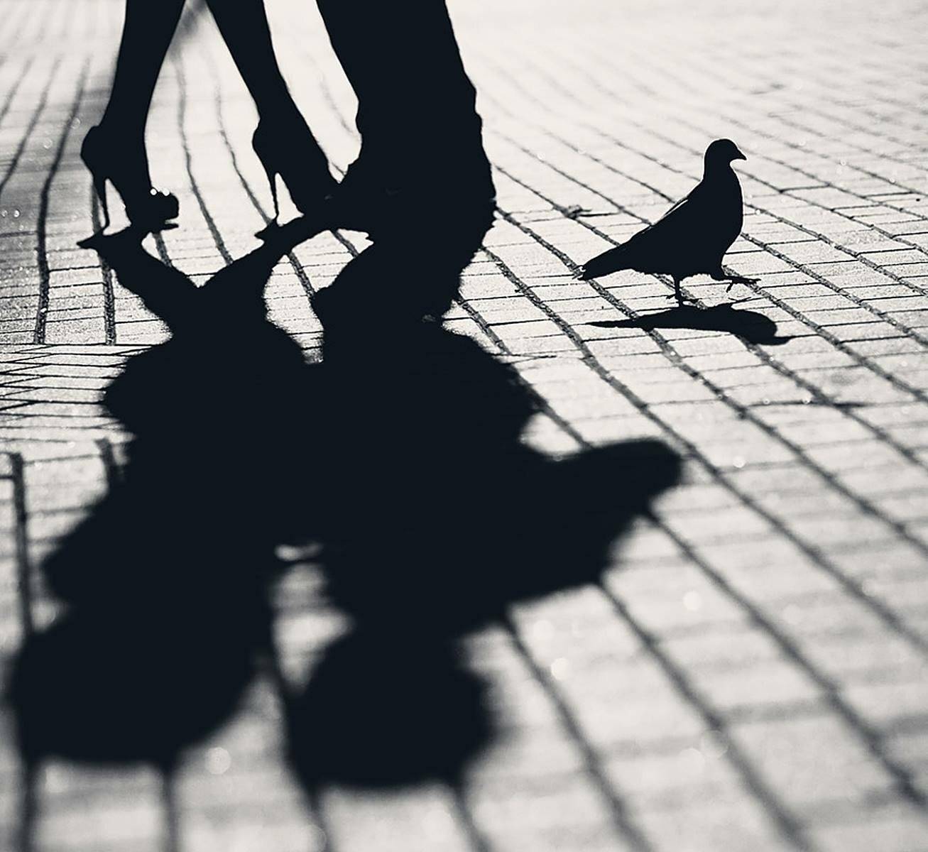 love and bird