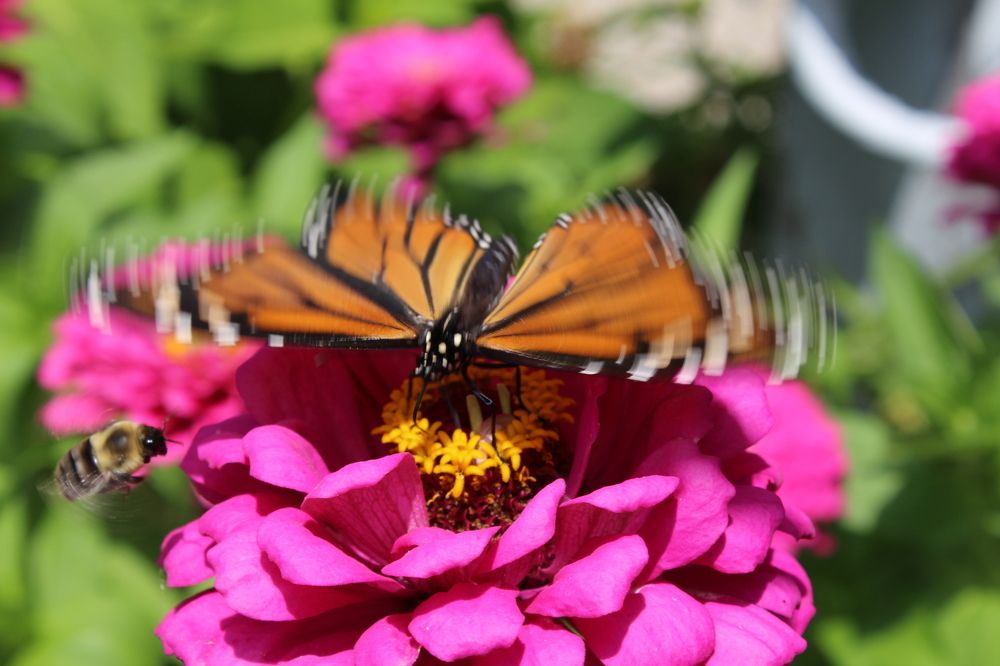 A butterfly and a bee