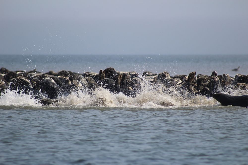 Grey Seals
