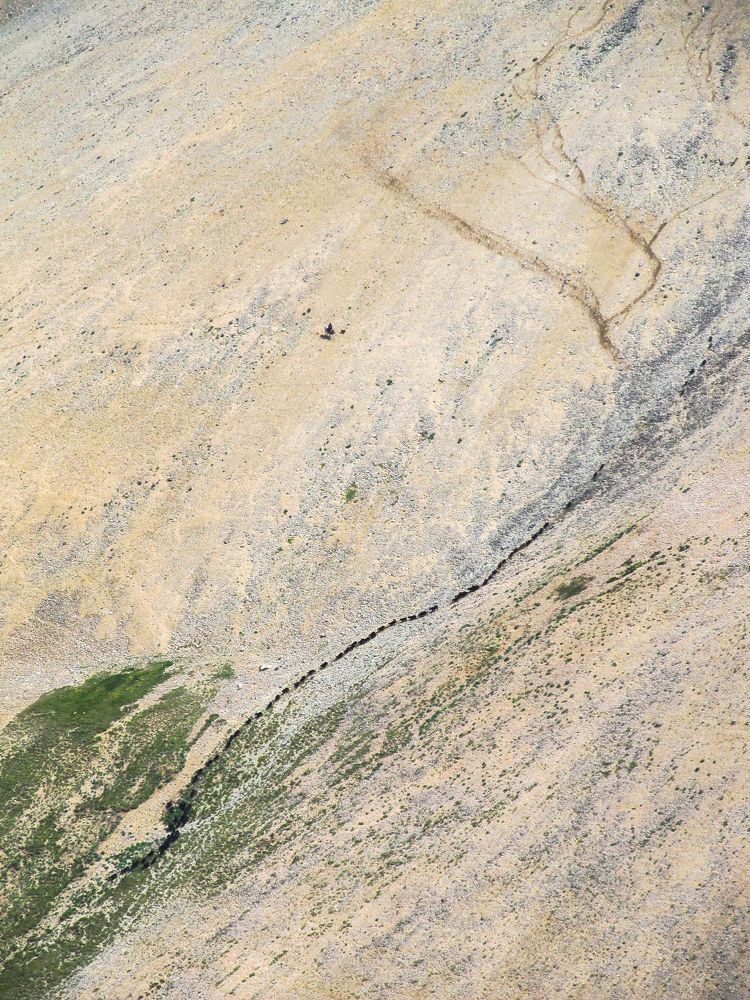 Погонщик скота