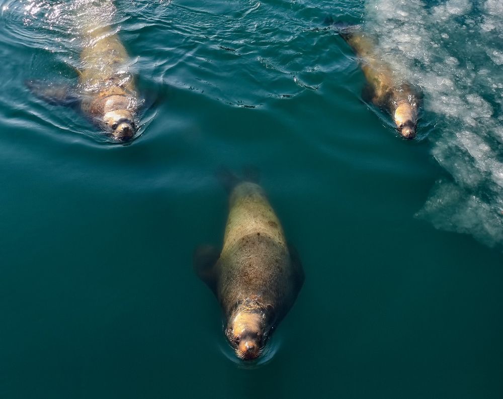 тройка нападающих