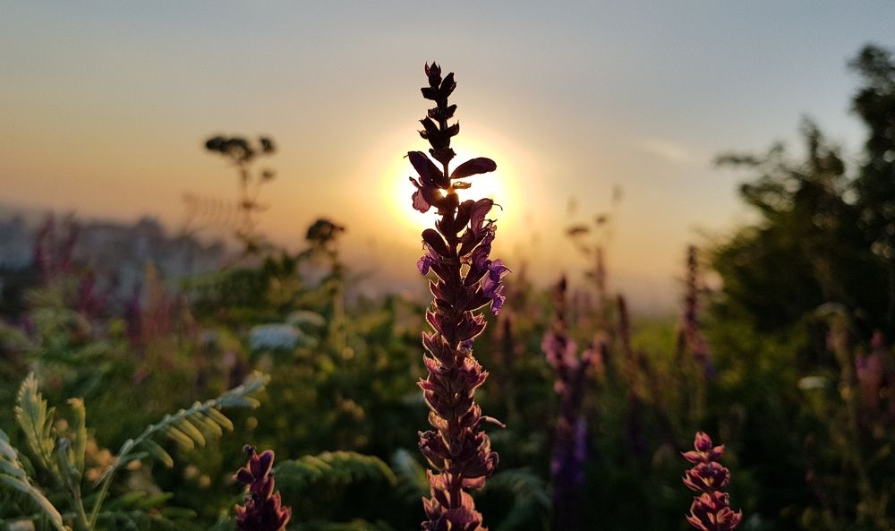 Безмятежность