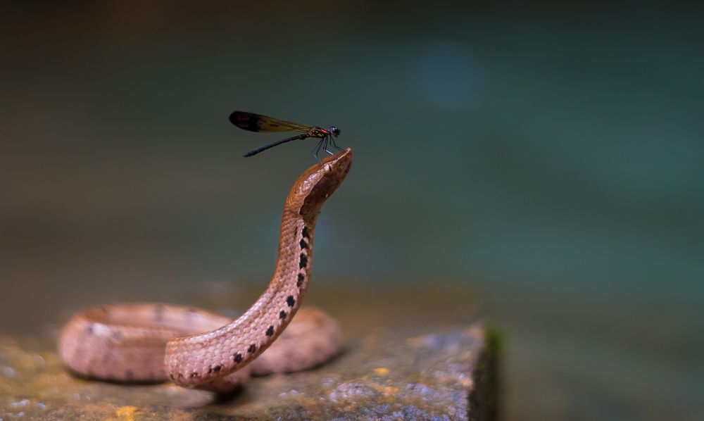 Hump nosed pit viper