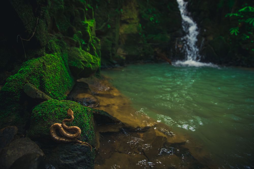 Hump nosed pit viper