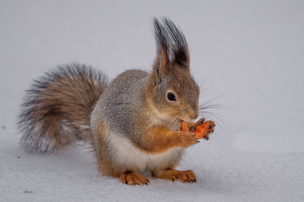 Белочка пришла