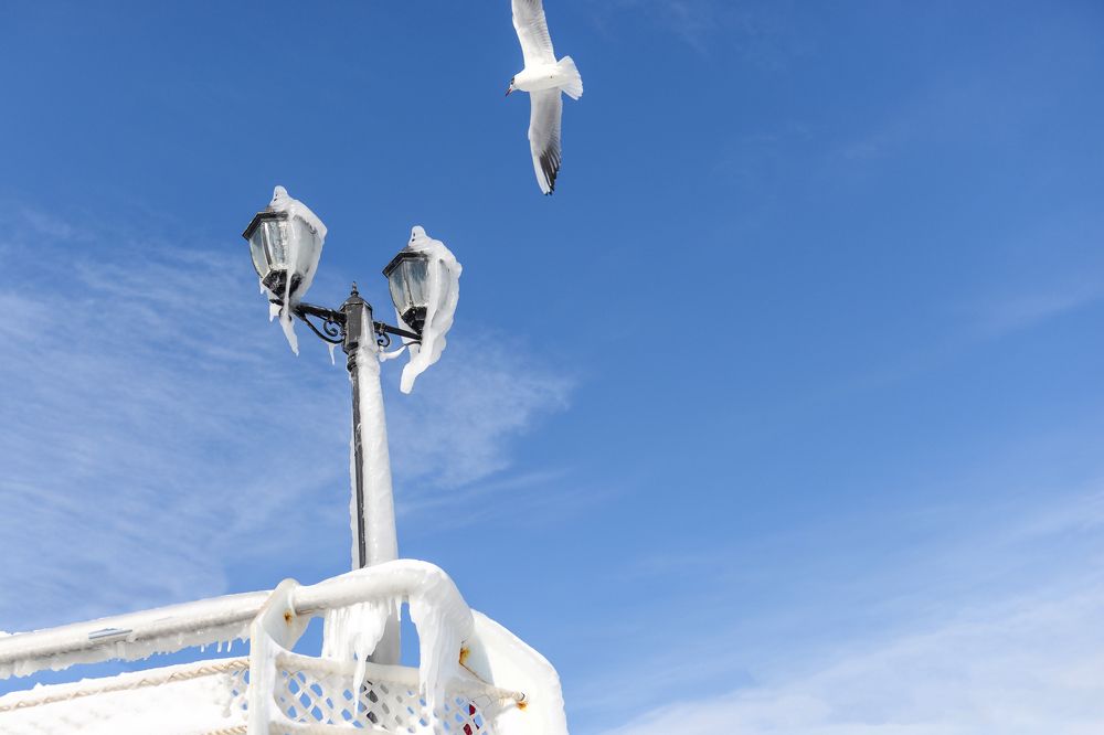 ...winter seagull...