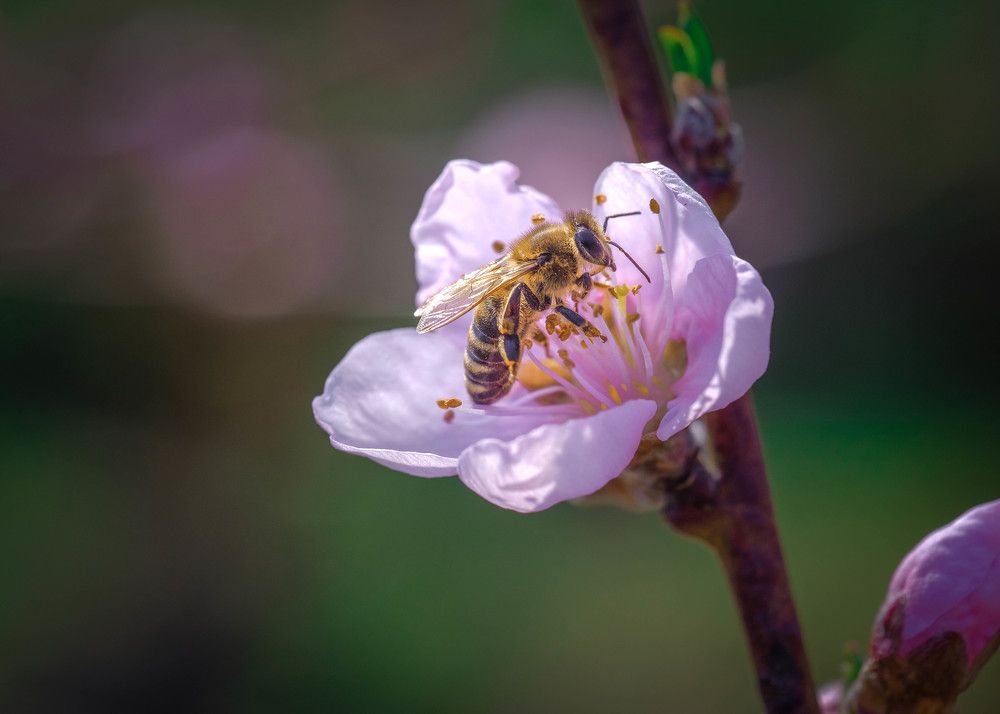 Bee and peach