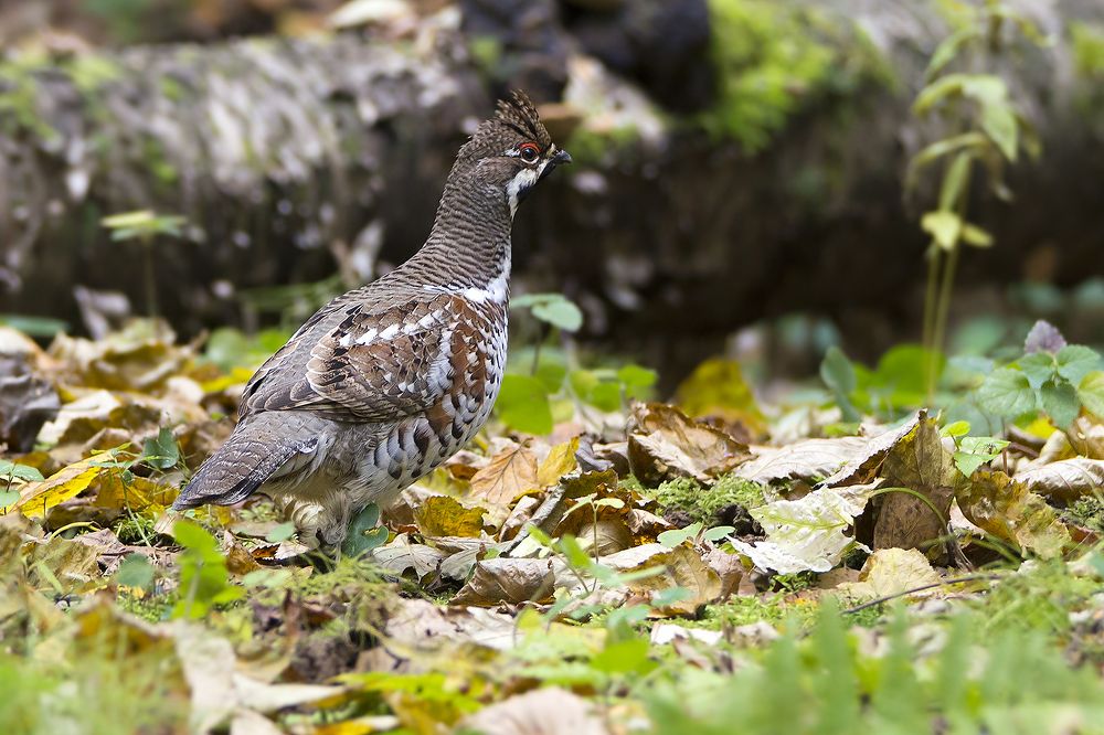 Осенний рябчик.
