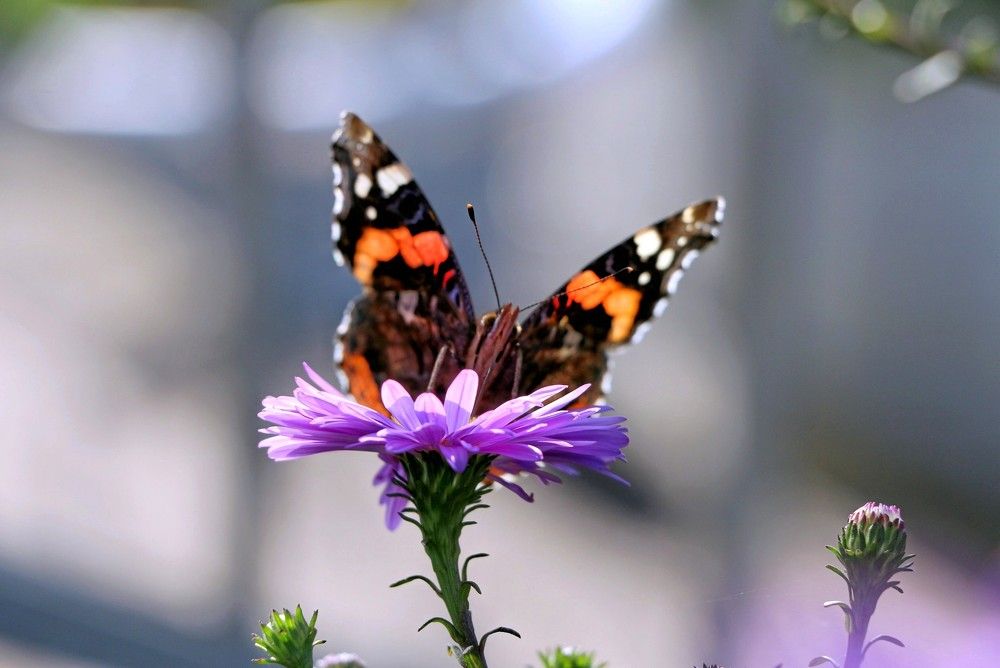 В обрамлении света