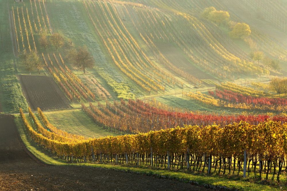 Рассвет в виноградниках Моравии (Dawn in the vineyards of Moravia)