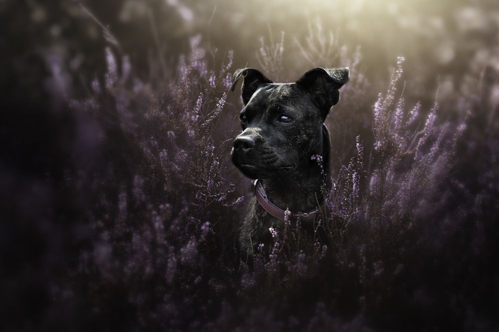 Hiding in the Heather