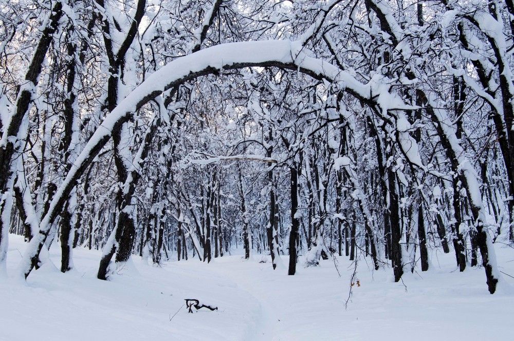 Зимний лес