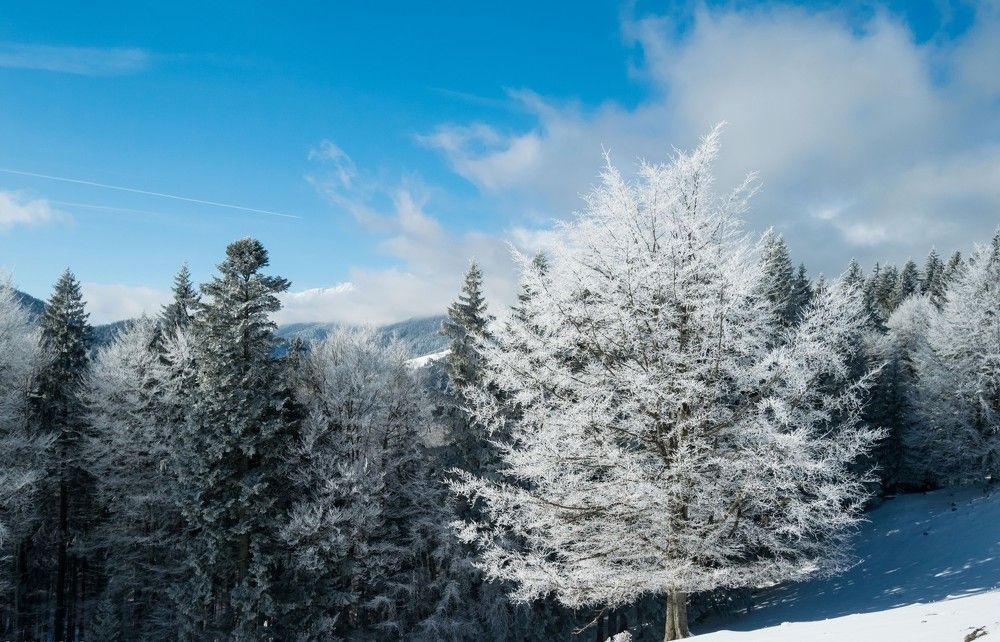 Фотография автора Libardi Gino