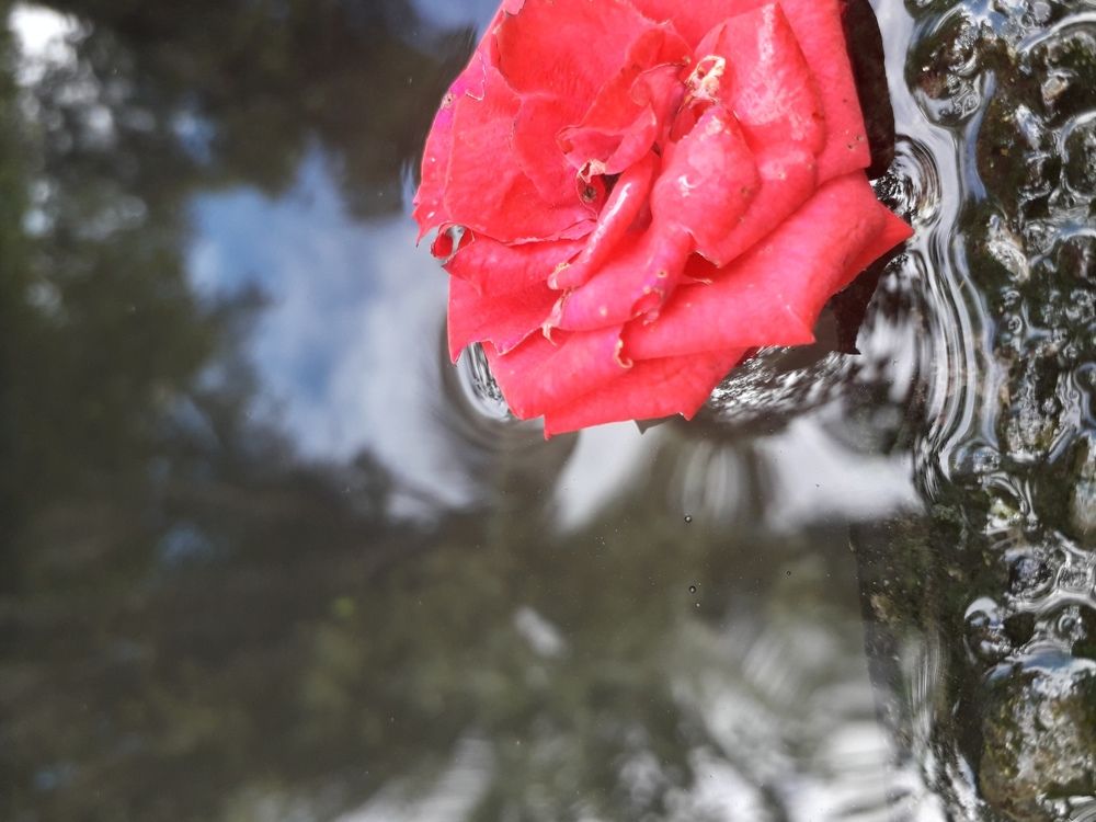 Red water