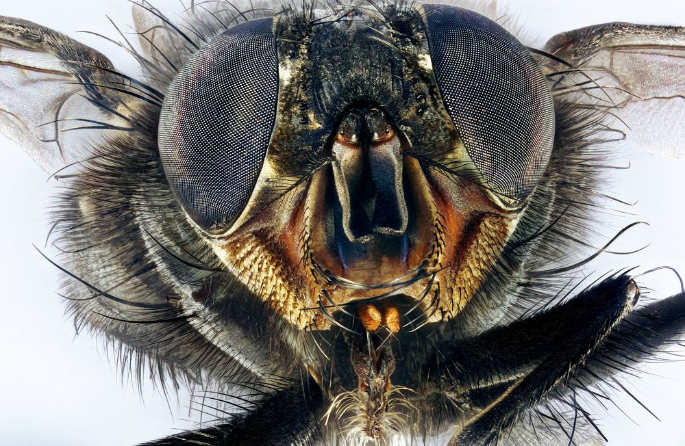 Portrait of a housefly