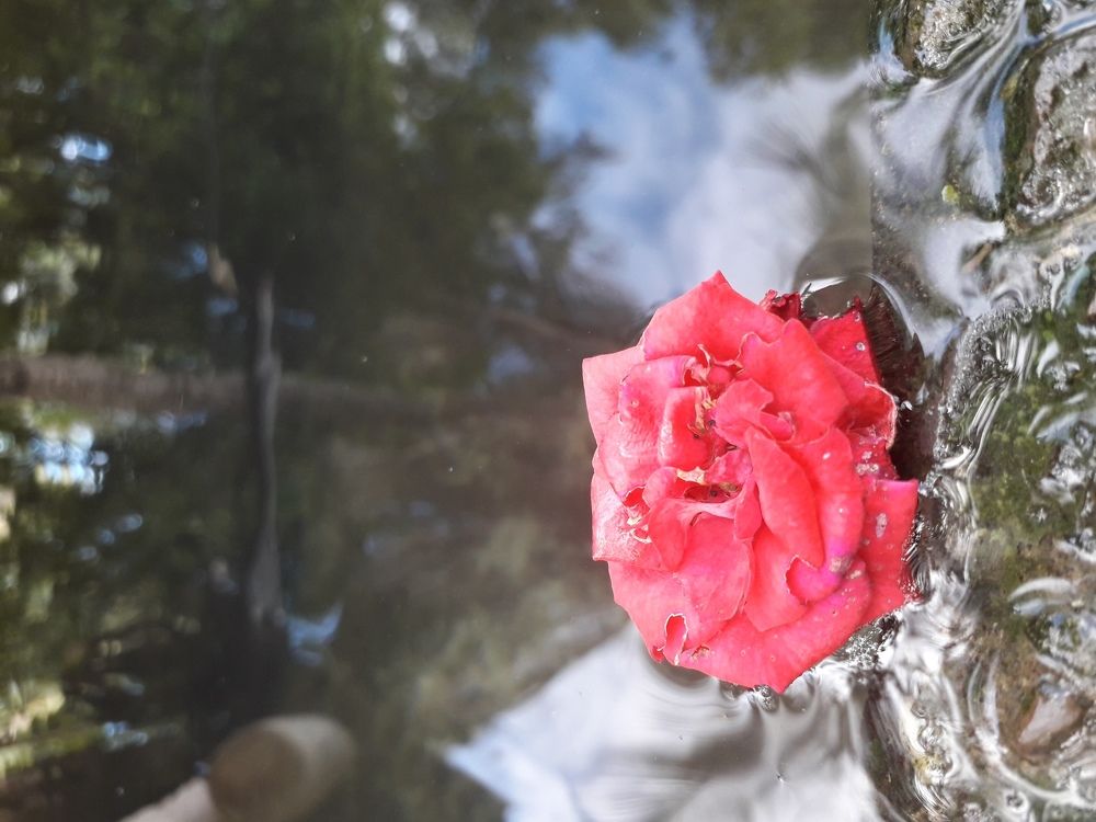 Still Rose