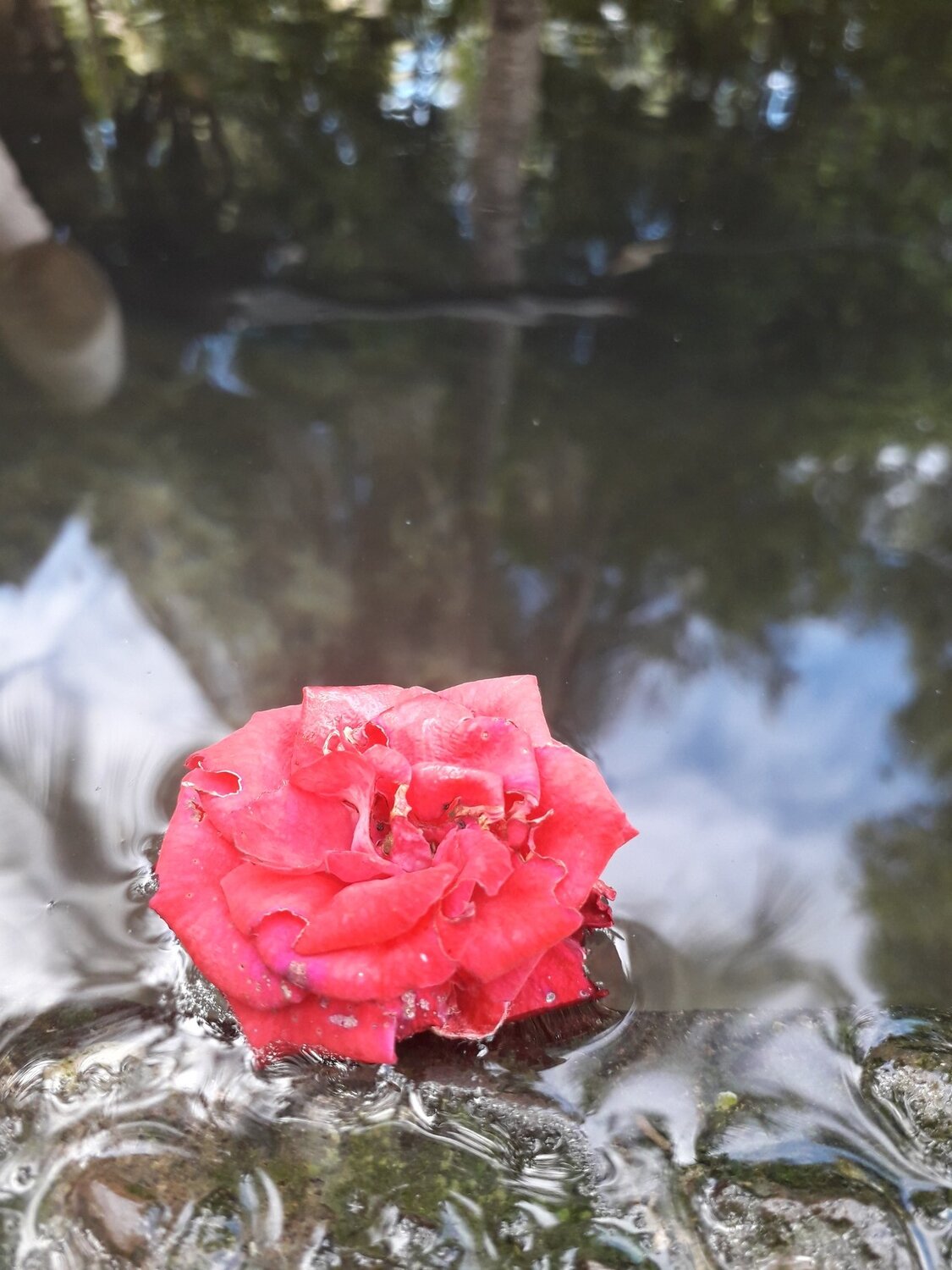 Still Rose