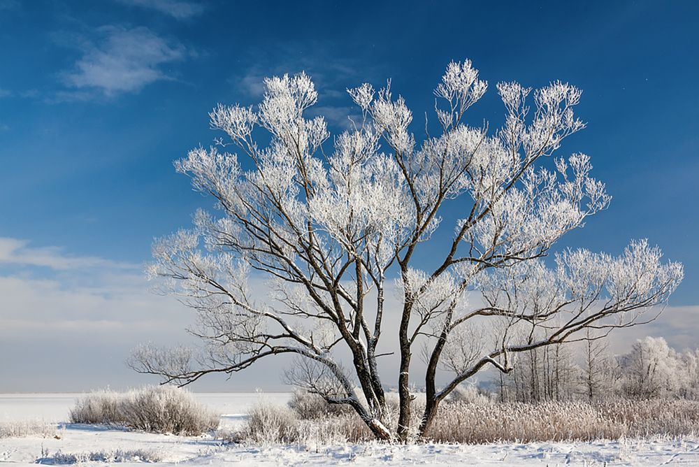 Зимние кружева