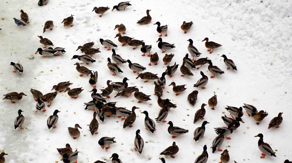 Способ выживания