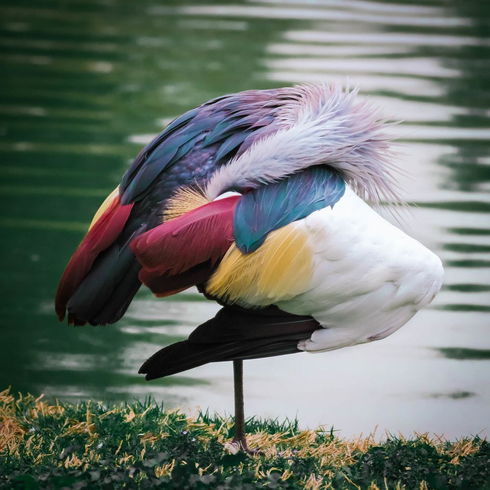 Птица стоящая на одной ноге с спрятавшая голову под крыло