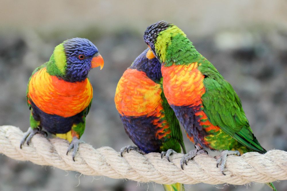 Ревность или третий лишний.