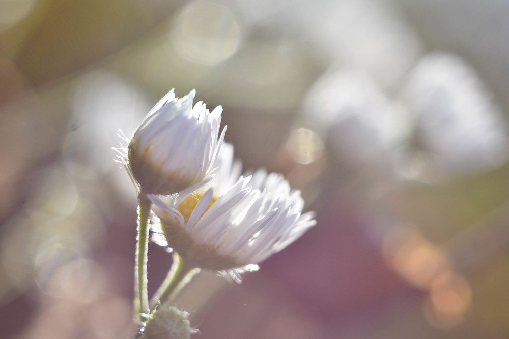 Краски утра