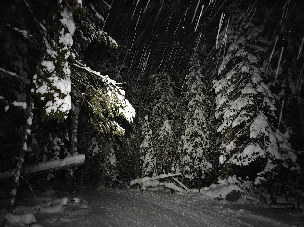 Вечерний снежный лес