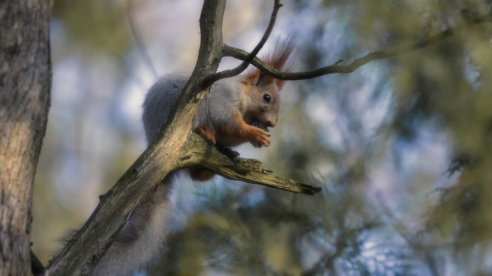 Белка с орехом