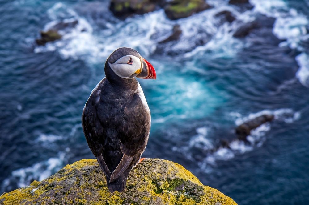 Атлантический тупик