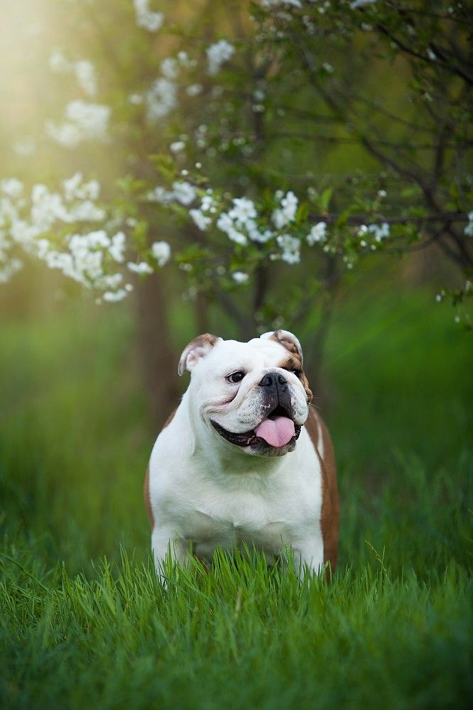 Photograph by Галина Ледок