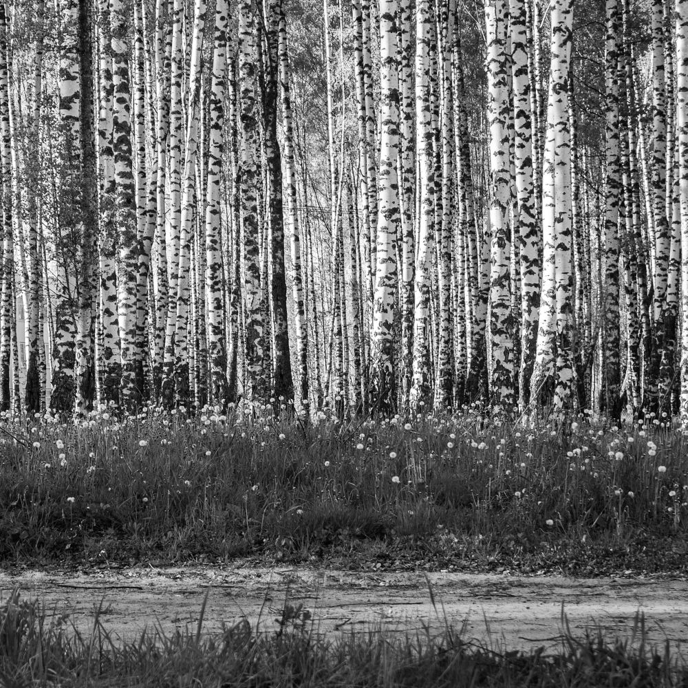 Birch Grove