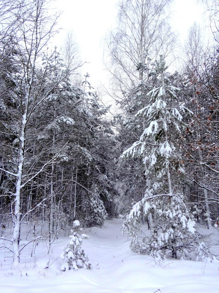 В зимнем наряде