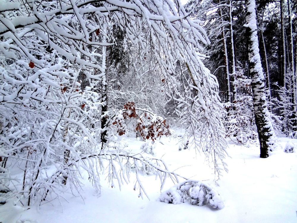 В зимней тишине