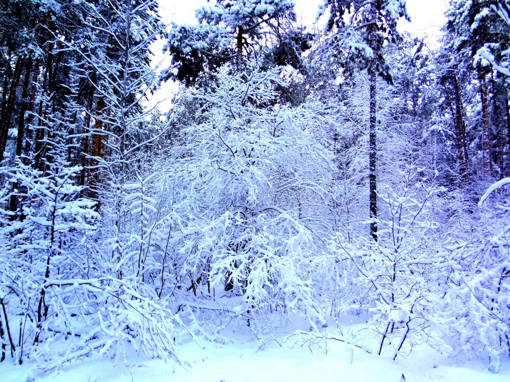 В зимних кружевах.