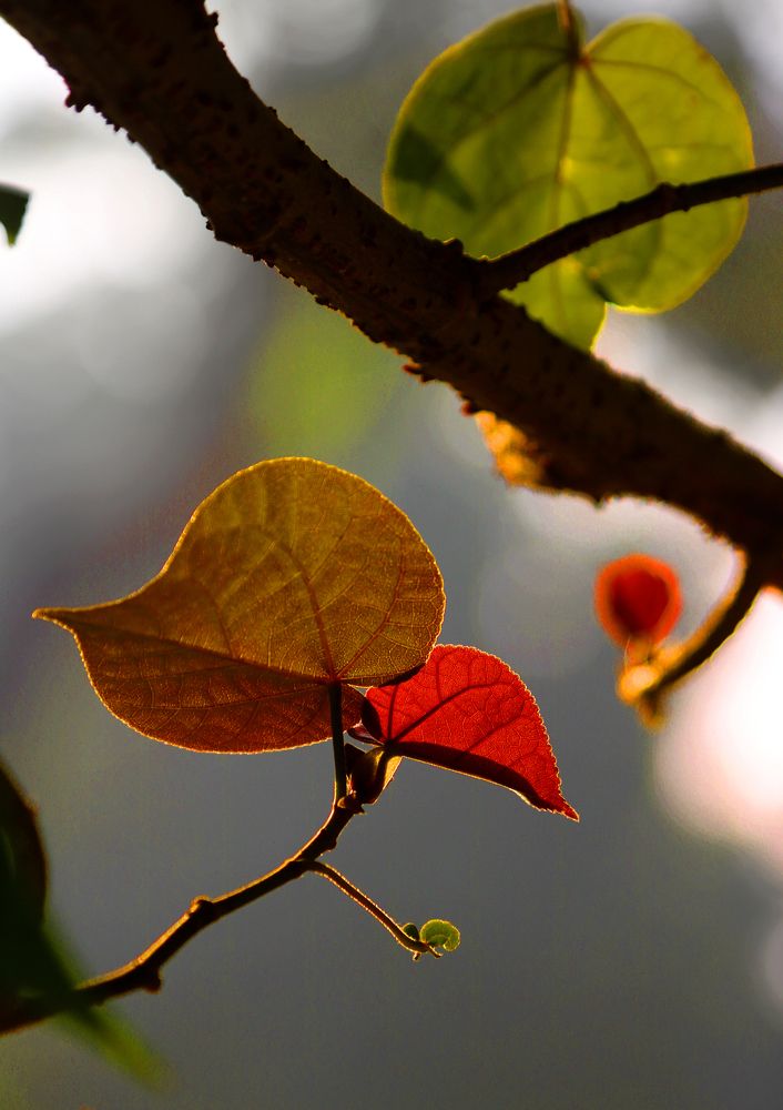 Colours in the Morning