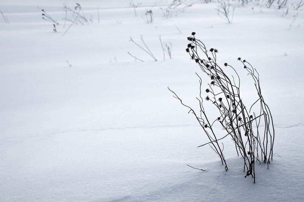 Echoes of the past year