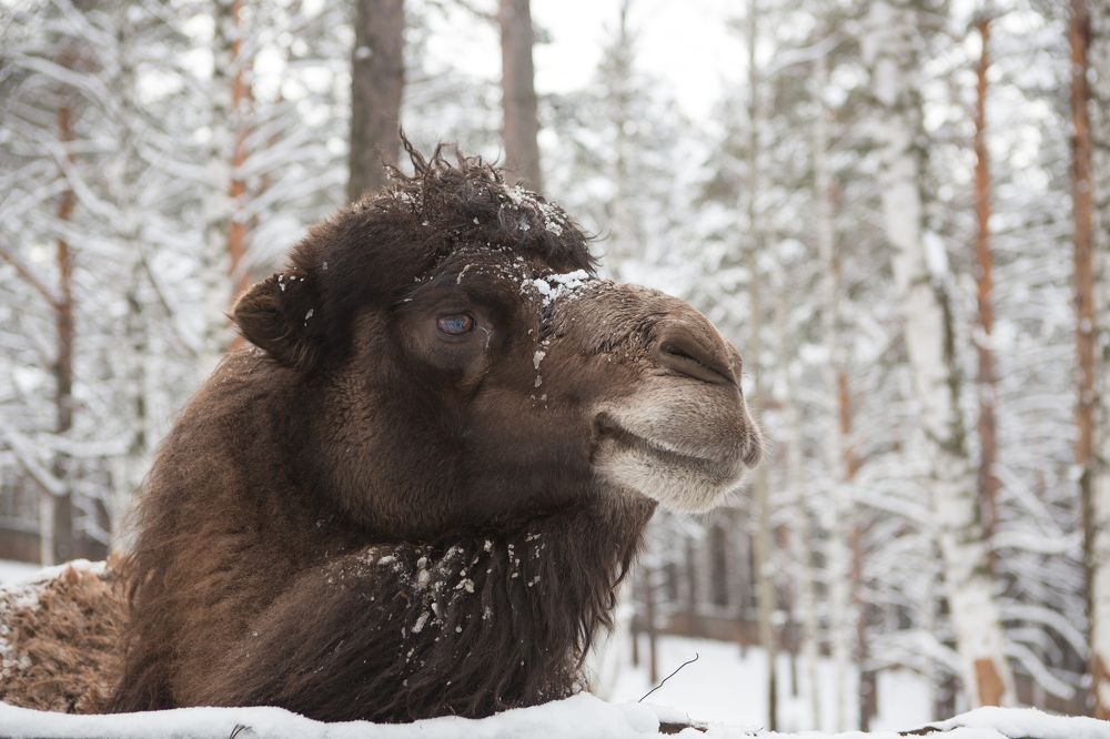 Фотография автора Ольга Гордеева
