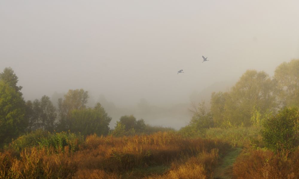 Утро на озере