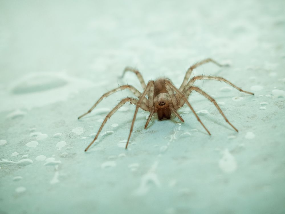 Гость сердечный, паукан запечный