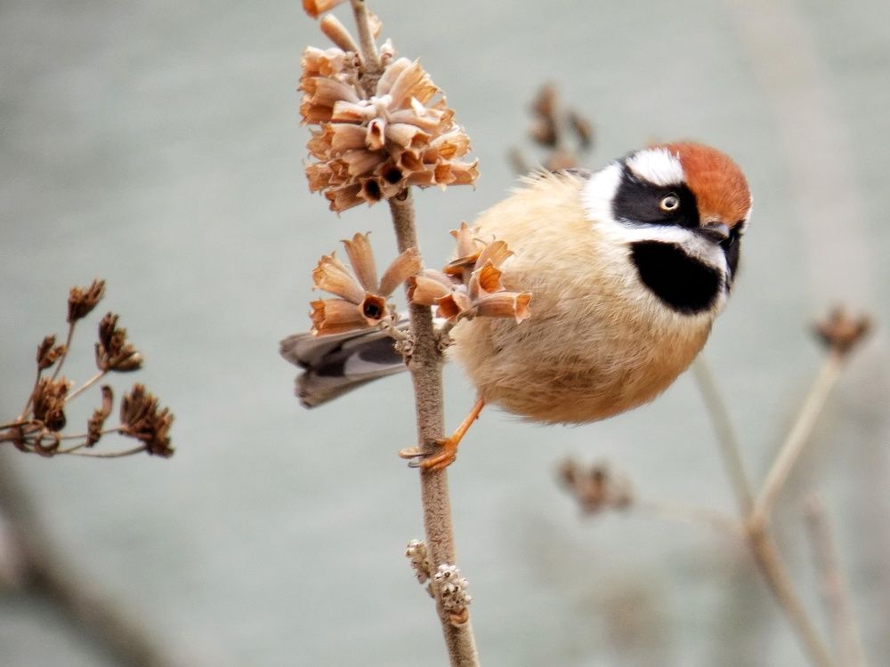 Black Throated Bushtit