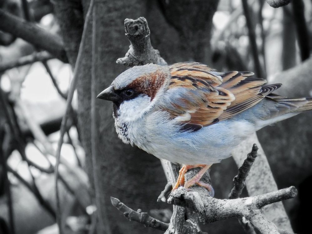 Common House Sparrow
