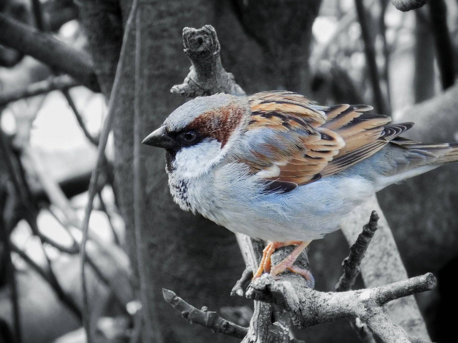 Common House Sparrow