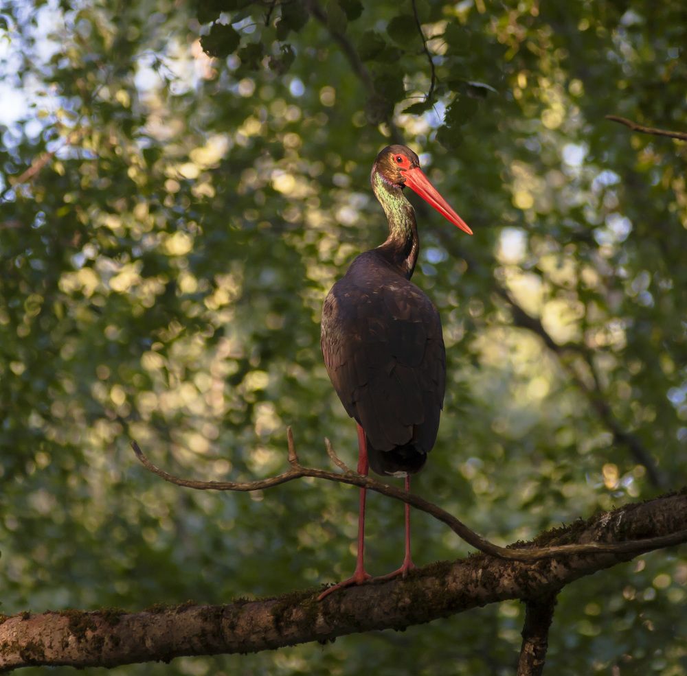 Черный аист.