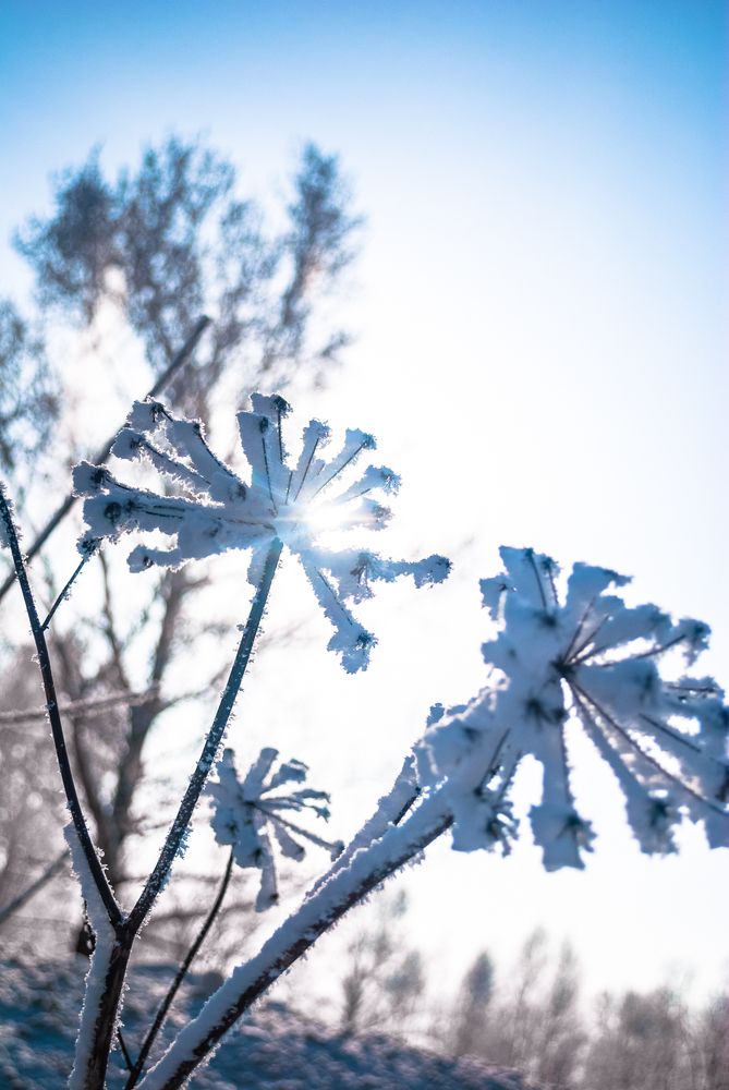 Зимние ромашки