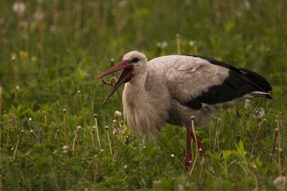 Завтрак на траве.