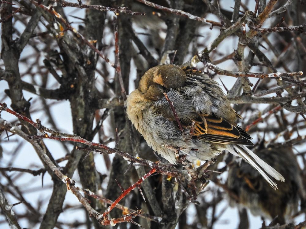 Спрятать носик в перышки